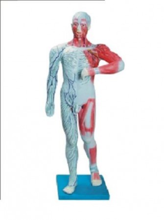 SISTEMA MUSCULAR E LINFÁTICO TGD-3324-1
